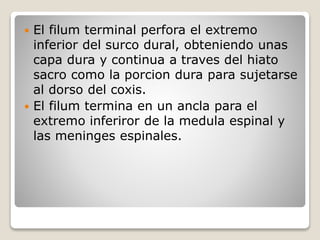  El filum terminal perfora el extremo
inferior del surco dural, obteniendo unas
capa dura y continua a traves del hiato
sacro como la porcion dura para sujetarse
al dorso del coxis.
 El filum termina en un ancla para el
extremo inferiror de la medula espinal y
las meninges espinales.
 