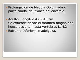  Prolongacion de Medula Oblongada o
parte caudal del tronco del encefalo.
 Adulto- Longitud 42 – 45 cm
Se extiende desde el foramen magno adel
hueso occipital hasta vertebras L1-L2
 Extremo Inferior; se adelgaza.
 