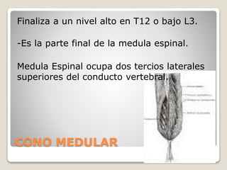 CONO MEDULAR
Finaliza a un nivel alto en T12 o bajo L3.
-Es la parte final de la medula espinal.
Medula Espinal ocupa dos tercios laterales
superiores del conducto vertebral.
 