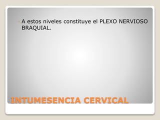 INTUMESENCIA CERVICAL
◦ A estos niveles constituye el PLEXO NERVIOSO
BRAQUIAL.
 