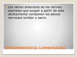 INTUMESCENCIA LUMBOSACRA
 Los ramos anteriores de los nervios
espinales que surgen a partir de este
abultamiento componen los plexos
nerviosos lumbar y sacro.
 