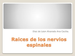 Raices de los nervios
espinales
Diaz de Leon Alvarado Ana Cecilia.
 