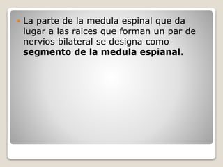  La parte de la medula espinal que da
lugar a las raices que forman un par de
nervios bilateral se designa como
segmento de la medula espianal.
 