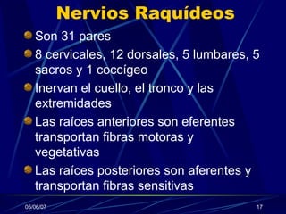 Nervios Raquídeos Son 31 pares 8 cervicales, 12 dorsales, 5 lumbares, 5 sacros y 1 coccígeo Inervan el cuello, el tronco y las extremidades Las raíces anteriores son eferentes transportan fibras motoras y vegetativas Las raíces posteriores son aferentes y transportan fibras sensitivas 