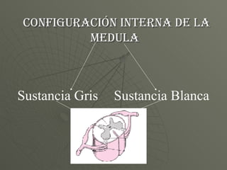 Configuración interna de la medula   Sustancia Gris Sustancia Blanca 