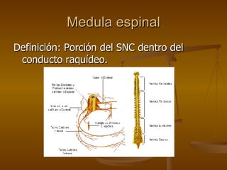 Medula espinal Definición: Porción del SNC dentro del conducto raquídeo. 
