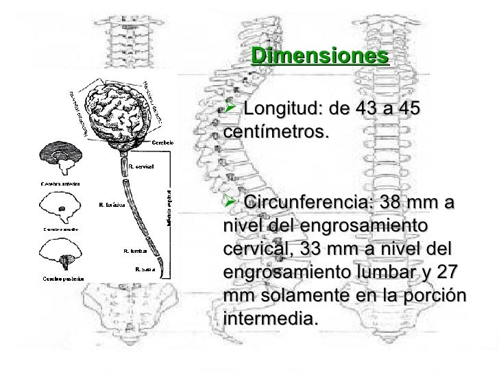 Medula Espinal
