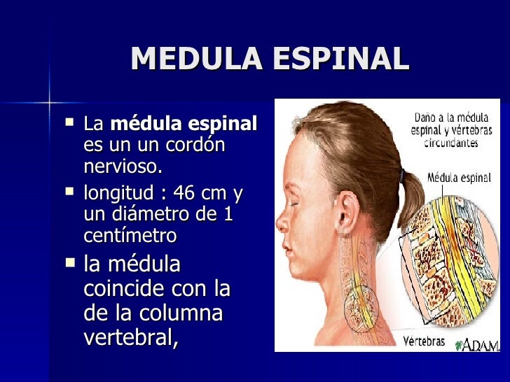 Medula Espinal