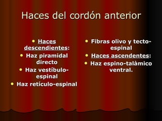 Haces del cordón anterior Haces descendientes : Haz piramidal directo Haz vestíbulo-espinal Haz retículo-espinal Fibras olivo y tecto-espinal Haces ascendentes : Haz espino-talàmico ventral. 