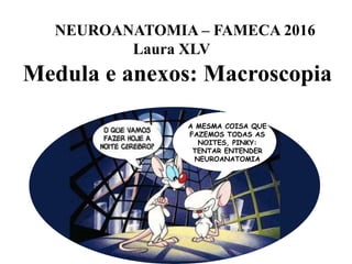 Medula e anexos: Macroscopia
A MESMA COISA QUE
FAZEMOS TODAS AS
NOITES, PINKY:
TENTAR ENTENDER
NEUROANATOMIA
NEUROANATOMIA – FAMECA 2016
Laura XLV
 