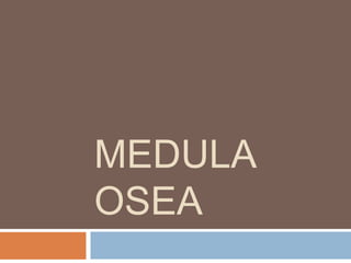 MEDULA
OSEA
 