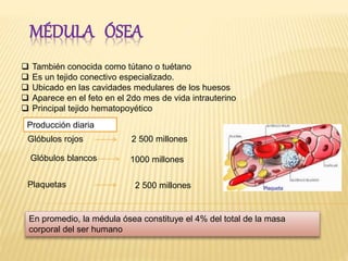 MÉDULA ÓSEA
 También conocida como tútano o tuétano
 Es un tejido conectivo especializado.
 Ubicado en las cavidades medulares de los huesos
 Aparece en el feto en el 2do mes de vida intrauterino
 Principal tejido hematopoyético
Producción diaria
Glóbulos rojos
Glóbulos blancos
Plaquetas
2 500 millones
2 500 millones
1000 millones
En promedio, la médula ósea constituye el 4% del total de la masa
corporal del ser humano
 
