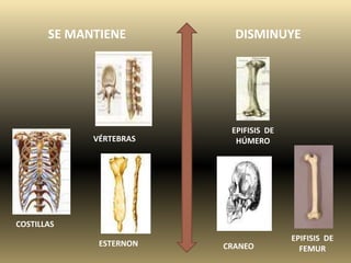 COSTILLAS
ESTERNON CRANEO
EPIFISIS DE
FEMUR
EPIFISIS DE
HÚMEROVÉRTEBRAS
SE MANTIENE DISMINUYE
 