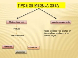 TIPOS DE MEDULA OSEA
Medula ósea roja Medula ósea amarilla
Produce
Hematopoyesis
Tejido adiposo y se localiza en
los canales medulares de los
huesos largos
Hematíes
Leucocitos
Plaquetas
 