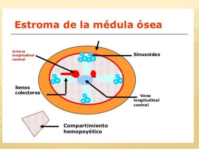 Medula osea completo