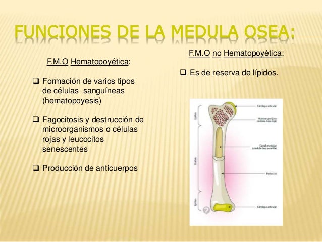 Que Funcion Tiene La Medula Osea