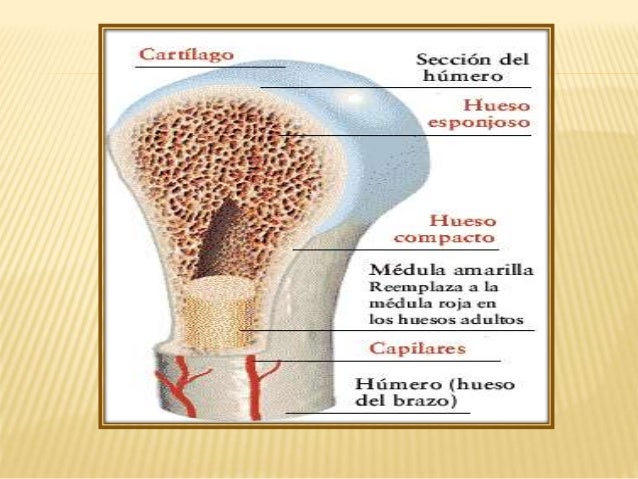 Medula osea completo