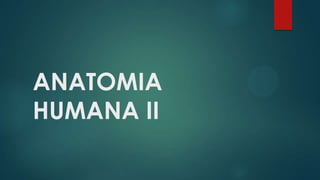 ANATOMIA
HUMANA II
 