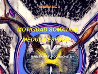 SEMINARIO 3 MOTILIDAD SOMATICA MEDULA ESPINAL MAESTRIA NEUROCIENCIAS 2011 