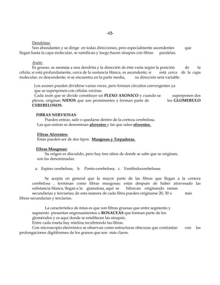 -12-

       Dendritas:
       Son abundantes y se dirige en todas direcciones, pero especialmente ascendentes         que
llegan hasta la capa molecular, se ramifican y luego hacen sinapsis con fibras paralelas.

        Axón:
        Es grueso, se asemeja a una dendrita y la dirección de éste varía según la posición     de    la
célula; si está profundamente, cerca de la sustancia blanca, es ascendente; si    está cerca de la capa
molecular, es descendente; si se encuentra en la parte media,       su dirección será variable.

        Los axones pueden dividirse varias veces, pero forman circuitos convergentes ya
        que se superponen con células vecinas.
        Cada axón que se divide constituye un PLEXO AXONICO y cuando se               superponen dos
       plexos, originan NIDOS que son prominentes y forman parte de               los GLOMERULO
       CEREBELOSOS.

         FIBRAS NERVIOSAS
             Pueden entrar, salir o quedarse dentro de la corteza cerebelosa.
         Las que entran se denominan aferentes y las que salen eferentes.

          Fibras Aferentes:
          Estas pueden ser de dos tipos: Musgosas y Trepadoras.

         Fibras Musgosas:
              Su origen es discutido, pero hay tres sitios de donde se sabe que se originan,
         son las denominadas:

         a. Espino cerebelosa; b. Ponto-cerebelosa; c. Vestibulocerebelosas

               Se acepta en general que la mayor parte de las fibras que llegan a la corteza
        cerebelosa , terminan como fibras musgosas; estas después de haber atravesado las
        substancia blanca, llegan a la granulosa, aquí se      bifurcan originando ramas
        secundarias y terciarias; de esta manera de cada fibra pueden originarse 20, 30 o más
fibras secundarias y terciarias.

             La característica de éstas es que son fibras gruesas que entre segmento y
      segmento presentan engrosamientos o ROSACEAS que forman parte de los
      glomérulos y es aquí donde se establecen las sinapsis.
      Entre cada roseta hay mielina recubriendo las fibras.
      Con microscopio electrónico se observan como estructuras obscuras que contrastan         con   las
prolongaciones digitiformes de los granos que son más claros.
 