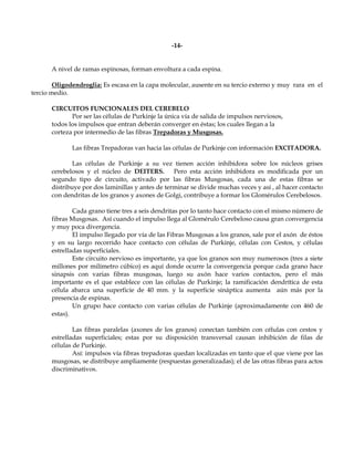 -14-


       A nivel de ramas espinosas, forman envoltura a cada espina.

        Oligodendroglia: Es escasa en la capa molecular, ausente en su tercio externo y muy rara en el
tercio medio.

       CIRCUITOS FUNCIONALES DEL CEREBELO
              Por ser las células de Purkinje la única vía de salida de impulsos nerviosos,
       todos los impulsos que entran deberán converger en éstas; los cuales llegan a la
       corteza por intermedio de las fibras Trepadoras y Musgosas.

              Las fibras Trepadoras van hacia las células de Purkinje con información EXCITADORA.

               Las células de Purkinje a su vez tienen acción inhibidora sobre los núcleos grises
       cerebelosos y el núcleo de DEITERS.         Pero esta acción inhibidora es modificada por un
       segundo tipo de circuito, activado por las fibras Musgosas, cada una de estas fibras se
       distribuye por dos laminillas y antes de terminar se divide muchas veces y así , al hacer contacto
       con dendritas de los granos y axones de Golgi, contribuye a formar los Glomérulos Cerebelosos.

               Cada grano tiene tres a seis dendritas por lo tanto hace contacto con el mismo número de
       fibras Musgosas. Así cuando el impulso llega al Glomérulo Cerebeloso causa gran convergencia
       y muy poca divergencia.
               El impulso llegado por vía de las Fibras Musgosas a los granos, sale por el axón de éstos
       y en su largo recorrido hace contacto con células de Purkinje, células con Cestos, y células
       estrelladas superficiales.
               Este circuito nervioso es importante, ya que los granos son muy numerosos (tres a siete
       millones por milímetro cúbico) es aquí donde ocurre la convergencia porque cada grano hace
       sinapsis con varias fibras musgosas, luego su axón hace varios contactos, pero el más
       importante es el que establece con las células de Purkinje; la ramificación dendrítica de esta
       célula abarca una superficie de 40 mm. y la superficie sináptica aumenta aún más por la
       presencia de espinas.
               Un grupo hace contacto con varias células de Purkinje (aproximadamente con 460 de
       estas).

               Las fibras paralelas (axones de los granos) conectan también con células con cestos y
       estrelladas superficiales; estas por su disposición transversal causan inhibición de filas de
       células de Purkinje.
               Así: impulsos vía fibras trepadoras quedan localizadas en tanto que el que viene por las
       musgosas, se distribuye ampliamente (respuestas generalizadas); el de las otras fibras para actos
       discriminativos.
 