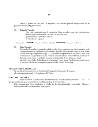 -15-



             Desde el punto de vista del Dr. Figueroa, los circuitos pueden simplificarse en a)
       pequeño circuito y b) gran circuito.

       10.     Pequeño Circuito:
                     Este está constituido por 2 elementos: fibra trepadora que hace sinapsis con
                     dendritas de las células de Purkinje y el impulso sale
                     por el axón de las mismas células.
                     El trayecto que sigue es:

        Fibra trepadora            Sinapsis con dendritas de Purkinje     salida por axón de Purkinje.


       20.     Gran Circuito:
               El impulso llega a la corteza del cerebelo por las fibras musgosas que hacen sinapsis en la
               capa granulosa con los dedos ó proyecciones digitales de los granos y con el axón de las
               células de Golgi; después se dirige a la capa molecular por el axón del grano y este axón
               se bifurca en T cuyas ramas hacen sinapsis axondendríticas abarcando varias células de
               Purkinje en un plano y en el otro con el axón horizontal de las células de Cajal.
               La unión con células de Purkinje es longitudinal y con las de Cajal es transversal, luego
               el impulso sale de la corteza por los axones de las células de Purkinje.


NUCLEOS GRISES CENTRALES
    Se consideran los siguientes: a) Dentado, b) Interpósito (Accesorios dentados o
    globoso y emboliforme), c) Fastigiales o del Techo.

SUBSTANCIA BLANCA
              Se encuentra en la parte central donde forma una masa bastante voluminosa                  de     la
que parten láminas que se ramifican y constituyen el eje de las laminillas.
       Está formada por fibras mielinicas y células de la oligodendroglia , macroglia                    fibrosa y
       microglia también presenta vasos sanguíneos.
 