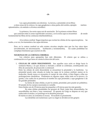 -18-



               Las capas piramidales son efectoras. La tercera, o piramidal, envía fibras
       a otras zonas de la corteza y la capa ganglionar a otras partes del cerebro, ejemplo:     núcleos
optoestriados, a la médula o al tronco encefálico.

             La primera y las sexta capas son de asociación. En la primera existen fibras
      que conectan entre si zonas superficiales cercanas, y en la sexta capa se encuentran       de modo
fundamental las fibras de las comisuras interhemisféricas.

               A la corteza cerebral llegan impulsos que excitan las células de las capas receptoras,   las
cuales, a su vez, los transmiten a las capas efectoras.

       Pero, en la corteza cerebral no sólo existen circuitos simples sino que los hay otros tipos
       (reverberantes, de sincronización,  facilitación y reclutamiento),  los cuales posibilitan los
       complejos fenómenos que ocurren en ella.

       NEURONAS DE LA CORTEZA CEREBRAL
              Los criterios para agruparlas han sido diferentes.           El criterio que se utiliza a
       continuación es el que tiene en cuenta la dirección del axón.

         1. CELULAS DE AXON DESCENDENTE. Son aquellas cuyo axòn se dirige hacia la
            sustancia blanca, a la que alcanza a menudo y donde se continúan, constituyendo una
            fibra de asociación, de proyección o comisural.
            Entre las células de axón descendente se encuentran la piramidal y la fusiforme. La
            piramidal puede estar situada en todas las capas de la corteza cerebral, menos en la
            molecular, donde nunca se encuentra el cuerpo de esta célula, si bien llegan a ellas sus
            prolongaciones dendríticas. Predomina en algunas capas, sobre todo en la tercera y la
            quinta, a las cuales da su presencia el nombre de capa piramidal y capa ganglionar o de
            las grandes pirámides.
                     La forma de estas células, es por lo común, piramidal, pero puede ser poliédrica.
            El tamaño de los cuerpos neuronales es variable.
            Estos límites son de 10 micras para las pequeñas y 65 micras para las más grandes.
                     En estas células piramidales los grumos de Nissl, están bien desarrollados, las
            neurofibrillas son finas y muy numerosas. El aparato de Golgi se dispone en red, que
            rodea todo el núcleo y se prolonga en la dendrita principal.
            El núcleo es claro, la cromatina es escasa. El nucléolo es prominente.
                     Las dendritas son numerosas y por su origen se dividen en tres grupos:
 