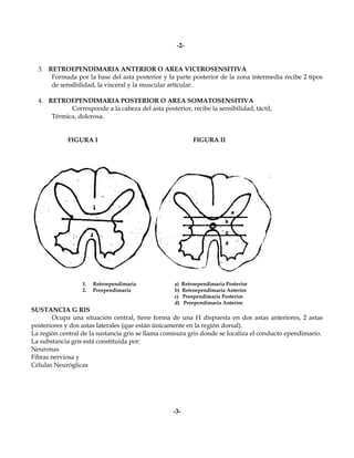 -2-


  3. RETROEPENDIMARIA ANTERIOR O AREA VICEROSENSITIVA
      Formada por la base del asta posterior y la parte posterior de la zona intermedia recibe 2 tipos
      de sensibilidad, la visceral y la muscular articular.

  4. RETROEPENDIMARIA POSTERIOR O AREA SOMATOSENSITIVA
            Corresponde a la cabeza del asta posterior, recibe la sensibilidad, táctil,
      Térmica, dolorosa.


             FIGURA I                                        FIGURA II




                  1.   Retroependimaria            a)    Retroependimaria Posterior
                  2.   Preependimaria              b)    Retroependimaria Anterior
                                                   c)    Preependimaria Posterior
                                                   d)    Preependimaria Anterior
SUSTANCIA G RIS
       Ocupa una situación central, tiene forma de una H dispuesta en dos astas anteriores, 2 astas
posteriores y dos astas laterales (que están únicamente en la región dorsal).
La región central de la sustancia gris se llama comisura gris donde se localiza el conducto ependimario.
La substancia gris está constituida por:
Neuronas
Fibras nerviosa y
Células Neuróglicas




                                                   -3-
 