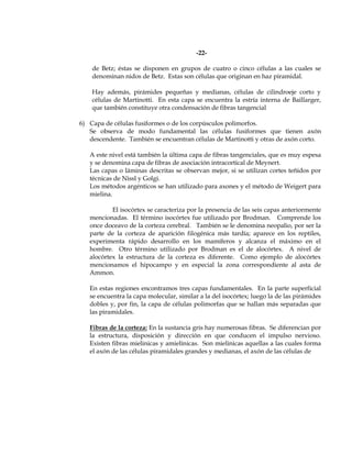 -22-

    de Betz; éstas se disponen en grupos de cuatro o cinco células a las cuales se
    denominan nidos de Betz. Estas son células que originan en haz piramidal.

    Hay además, pirámides pequeñas y medianas, células de cilindroeje corto y
    células de Martinotti. En esta capa se encuentra la estría interna de Baillarger,
    que también constituye otra condensación de fibras tangencial

6) Capa de células fusiformes o de los corpúsculos polimorfos.
   Se observa de modo fundamental las células fusiformes que tienen axón
   descendente. También se encuentran células de Martinotti y otras de axón corto.

   A este nivel está también la última capa de fibras tangenciales, que es muy espesa
   y se denomina capa de fibras de asociación intracortical de Meynert.
   Las capas o láminas descritas se observan mejor, si se utilizan cortes teñidos por
   técnicas de Nissl y Golgi.
   Los métodos argénticos se han utilizado para axones y el método de Weigert para
   mielina.

           El isocórtex se caracteriza por la presencia de las seis capas anteriormente
   mencionadas. El término isocórtex fue utilizado por Brodman. Comprende los
   once doceavo de la corteza cerebral. También se le denomina neopalio, por ser la
   parte de la corteza de aparición filogénica más tardía; aparece en los reptiles,
   experimenta rápido desarrollo en los mamíferos y alcanza el máximo en el
   hombre. Otro término utilizado por Brodman es el de alocórtex. A nivel de
   alocórtex la estructura de la corteza es diferente. Como ejemplo de alocórtex
   mencionamos el hipocampo y en especial la zona correspondiente al asta de
   Ammon.

   En estas regiones encontramos tres capas fundamentales. En la parte superficial
   se encuentra la capa molecular, similar a la del isocórtex; luego la de las pirámides
   dobles y, por fin, la capa de células polimorfas que se hallan más separadas que
   las piramidales.

   Fibras de la corteza: En la sustancia gris hay numerosas fibras. Se diferencian por
   la estructura, disposición y dirección en que conducen el impulso nervioso.
   Existen fibras mielinicas y amielínicas. Son mielinicas aquellas a las cuales forma
   el axón de las células piramidales grandes y medianas, el axón de las células de
 
