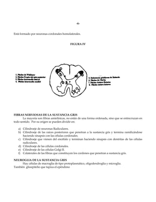 -6-


Está formado por neuronas cordonales homolaterales.


                                            FIGURA IV




FIBRAS NERVIOSAS DE LA SUSTANCIA GRIS
       La mayoría son fibras amielínicas, no están de una forma ordenada, sino que se entrecruzan en
todo sentido. Por su origen se pueden dividir en:

   a) Cilindroeje de neuronas Radiculares.
   b) Cilindroeje de las raíces posteriores que penetran a la sustancia gris y termina ramificándose
      haciendo sinapsis con las células cordonales.
   c) Cilindroeje que vienen del encéfalo y terminan haciendo sinapsis con dentritas de las células
      radiculares.
   d) Cilindroeje de las células cordonales.
   e) Cilindroeje de las células Golgi II.
   f) Colaterales de las fibras que constituyen los cordones que penetran a sustancia gris.

NEUROGLIA DE LA SUSTANCIA GRIS
      Hay células de macroglia de tipo protoplasmático, oligodendroglia y microglia.
También glioepitelio que tapiza el epéndimo
 