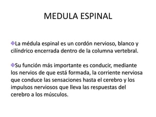 MEDULA ESPINAL

  La médula espinal es un cordón nervioso, blanco y
cilíndrico encerrada dentro de la columna vertebral.

  Su función más importante es conducir, mediante
los nervios de que está formada, la corriente nerviosa
que conduce las sensaciones hasta el cerebro y los
impulsos nerviosos que lleva las respuestas del
cerebro a los músculos.
 