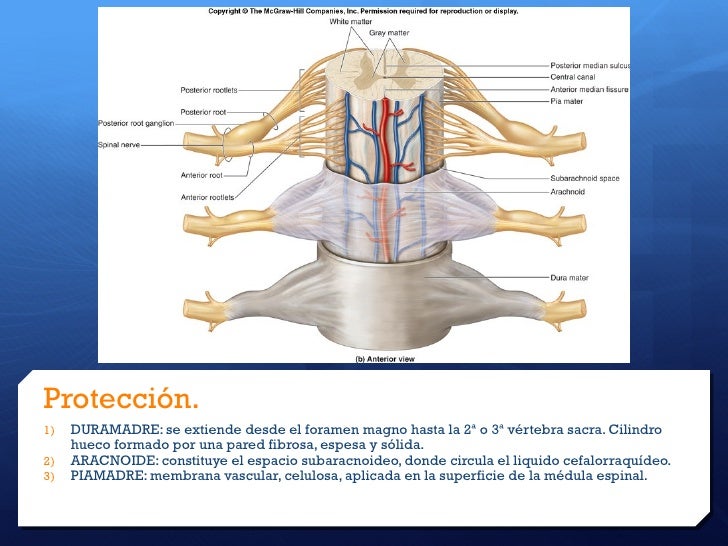 Medula Espinal Medula Espinal