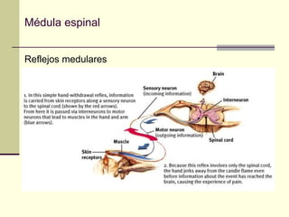 Médula espinal


Reflejos medulares
 