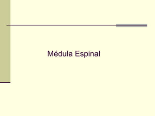 Médula Espinal
 