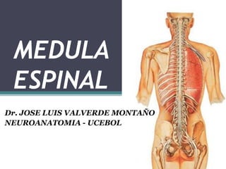 MEDULA
ESPINAL
Dr. JOSE LUIS VALVERDE MONTAÑO
NEUROANATOMIA - UCEBOL
 