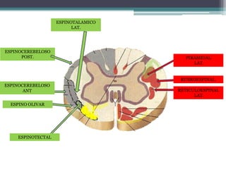 RETICULOESPINAL
LAT.
RUBROESPINAL.
PIRAMIDAL
LAT.
ESPINOTECTAL
ESPINO OLIVAR
ESPINOCEREBELOSO
POST.
ESPINOCEREBELOSO
ANT
ESPINOTALAMICO
LAT.
 