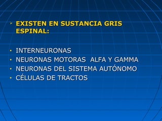  EXISTEN EN SUSTANCIA GRISEXISTEN EN SUSTANCIA GRIS
ESPINAL:ESPINAL:
• INTERNEURONASINTERNEURONAS
• NEURONAS MOTORAS ALFA Y GAMMANEURONAS MOTORAS ALFA Y GAMMA
• NEURONAS DEL SISTEMA AUTÓNOMONEURONAS DEL SISTEMA AUTÓNOMO
• CÉLULAS DE TRACTOSCÉLULAS DE TRACTOS
 