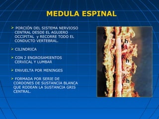  PORCIÓN DEL SISTEMA NERVIOSO
CENTRAL DESDE EL AGUJERO
OCCIPITAL y RECORRE TODO EL
CONDUCTO VERTEBRAL.
 CILINDRICA
 CON 2 ENGROSAMIENTOS
CERVICAL Y LUMBAR
 ENVUELTA POR MENINGES
 FORMADA POR SERIE DE
CORDONES DE SUSTANCIA BLANCA
QUE RODEAN LA SUSTANCIA GRIS
CENTRAL.
MEDULA ESPINAL
 