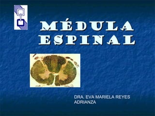MÉDULAMÉDULA
ESPINALESPINAL
DRA. EVA MARIELA REYES
ADRIANZA
 