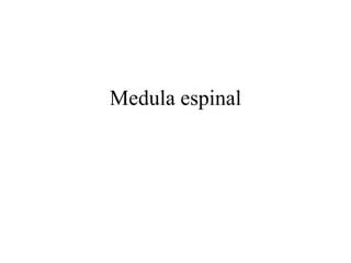 Medula espinal
 