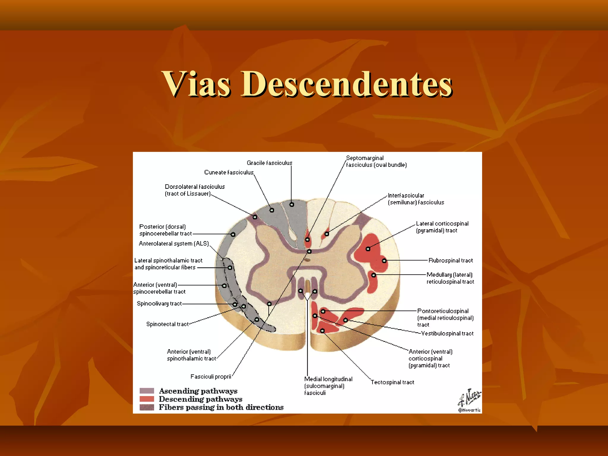 Vias DescendentesVias Descendentes
 