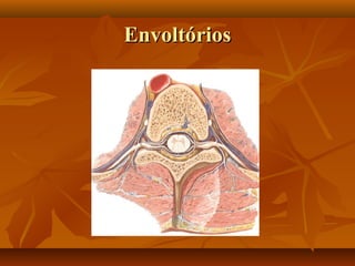 EnvoltóriosEnvoltórios
 