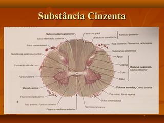 Substância CinzentaSubstância Cinzenta
 