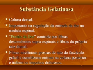 Substância GelatinosaSubstância Gelatinosa
 Coluna dorsal.Coluna dorsal.
 Importante na regulação da entrada da dor naImportante na regulação da entrada da dor na
medula espinal.medula espinal.
 ““Portão da DorPortão da Dor” controle por fibras” controle por fibras
descendentes supra-espinais e fibras da própriadescendentes supra-espinais e fibras da própria
raiz dorsal.raiz dorsal.
 Fibras mielínicas grossas de tato do fascículoFibras mielínicas grossas de tato do fascículo
grácil e cuneiforme entram na coluna posteriorgrácil e cuneiforme entram na coluna posterior
e inibem os impulsos dolorosos.e inibem os impulsos dolorosos.
 