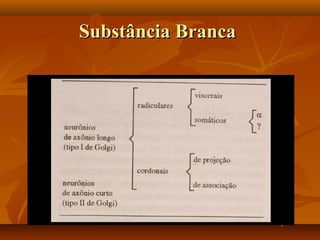 Substância BrancaSubstância Branca
 