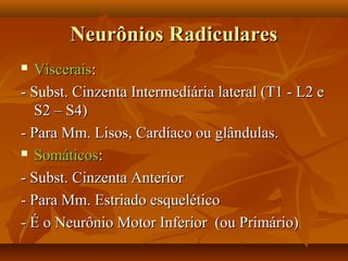 Neurônios RadicularesNeurônios Radiculares
 VisceraisViscerais::
- Subst. Cinzenta Intermediária lateral (T1 - L2 e- Subst. Cinzenta Intermediária lateral (T1 - L2 e
S2 – S4)S2 – S4)
- Para Mm. Lisos, Cardíaco ou glândulas.- Para Mm. Lisos, Cardíaco ou glândulas.
 SomáticosSomáticos::
- Subst. Cinzenta Anterior- Subst. Cinzenta Anterior
- Para Mm. Estriado esquelético- Para Mm. Estriado esquelético
- É o Neurônio Motor Inferior (ou Primário)- É o Neurônio Motor Inferior (ou Primário)
 