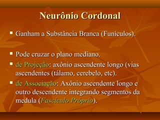 Neurônio CordonalNeurônio Cordonal
 Ganham a Substância Branca (Funículos).Ganham a Substância Branca (Funículos).
 Pode cruzar o plano mediano.Pode cruzar o plano mediano.
 de Projeçãode Projeção: axônio ascendente longo (vias: axônio ascendente longo (vias
ascendentes (tálamo, cerebelo, etc).ascendentes (tálamo, cerebelo, etc).
 de Associaçãode Associação: Axônio ascendente longo e: Axônio ascendente longo e
outro descendente integrando segmentos daoutro descendente integrando segmentos da
medula (medula (Fascículo PróprioFascículo Próprio).).
 