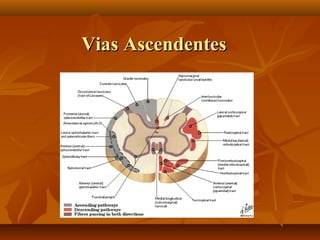Vias AscendentesVias Ascendentes
 