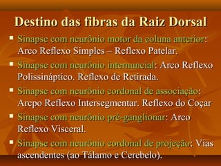 Destino das fibras da Raiz DorsalDestino das fibras da Raiz Dorsal
 Sinapse com neurônio motor da coluna anteriorSinapse com neurônio motor da coluna anterior::
Arco Reflexo Simples – Reflexo Patelar.Arco Reflexo Simples – Reflexo Patelar.
 Sinapse com neurônio internuncialSinapse com neurônio internuncial: Arco Reflexo: Arco Reflexo
Polissináptico. Reflexo de Retirada.Polissináptico. Reflexo de Retirada.
 Sinapse com neurônio cordonal de associaçãoSinapse com neurônio cordonal de associação::
Arcpo Reflexo Intersegmentar. Reflexo do CoçarArcpo Reflexo Intersegmentar. Reflexo do Coçar
 Sinapse com neurônio pré-ganglionarSinapse com neurônio pré-ganglionar: Arco: Arco
Reflexo Visceral.Reflexo Visceral.
 Sinapse com neurônio cordonal de projeçãoSinapse com neurônio cordonal de projeção: Vias: Vias
ascendentes (ao Tálamo e Cerebelo).ascendentes (ao Tálamo e Cerebelo).
 
