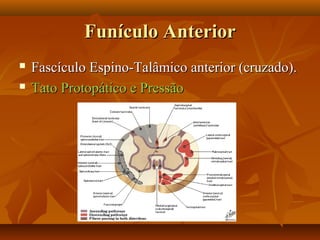 Funículo AnteriorFunículo Anterior
 Fascículo Espino-Talâmico anterior (cruzado).Fascículo Espino-Talâmico anterior (cruzado).
 Tato Protopático e PressãoTato Protopático e Pressão
 